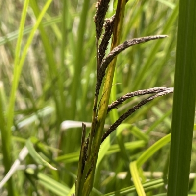 Carex polyantha (A Sedge) at Namadgi National Park - 10 Feb 2022 by JaneR