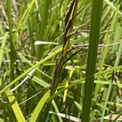 Carex polyantha at Cotter River, ACT - 10 Feb 2022 11:41 AM