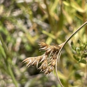 Juncus tenuis at Cotter River, ACT - 10 Feb 2022