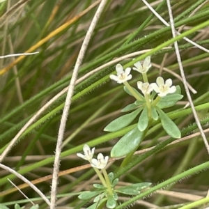 Poranthera microphylla at Cotter River, ACT - 10 Feb 2022