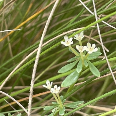 Poranthera microphylla (Small Poranthera) at Cotter River, ACT - 10 Feb 2022 by JaneR