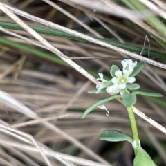 Poranthera microphylla at Cotter River, ACT - 10 Feb 2022 01:27 PM