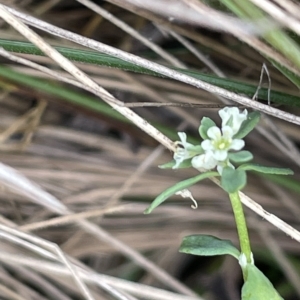 Poranthera microphylla at Cotter River, ACT - 10 Feb 2022