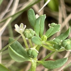 Poranthera microphylla at Cotter River, ACT - 10 Feb 2022