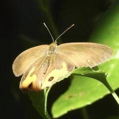 Hypocysta metirius (Brown Ringlet) at Mallacoota, VIC - 27 Apr 2023 by GlossyGal