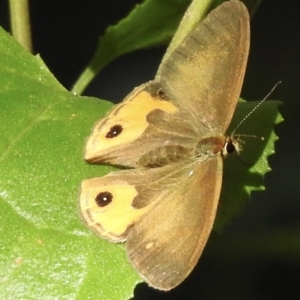 Hypocysta metirius at Mallacoota, VIC - 27 Apr 2023