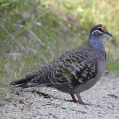 Phaps chalcoptera (Common Bronzewing) at Mallacoota, VIC - 27 Apr 2023 by GlossyGal