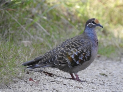 Phaps chalcoptera (Common Bronzewing) at Mallacoota, VIC - 27 Apr 2023 by GlossyGal