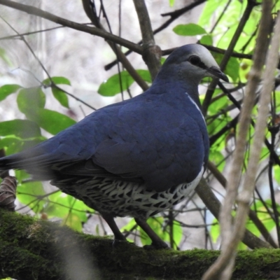 Leucosarcia melanoleuca (Wonga Pigeon) at Genoa, VIC - 29 Apr 2023 by GlossyGal