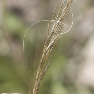 Austrostipa scabra (Corkscrew Grass, Slender Speargrass) at Michelago, NSW - 9 Nov 2020 by Illilanga