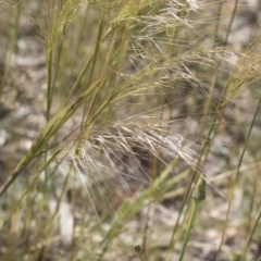 Austrostipa scabra at Michelago, NSW - 10 Nov 2020