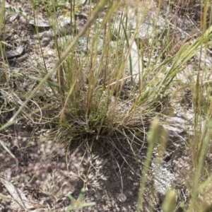 Austrostipa scabra at Michelago, NSW - 10 Nov 2020