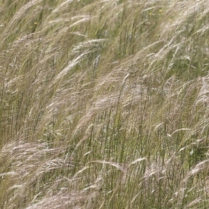 Austrostipa scabra at Michelago, NSW - 10 Nov 2020