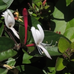 Lonicera japonica (Japanese Honeysuckle) at Conder, ACT - 10 Nov 2022 by MichaelBedingfield