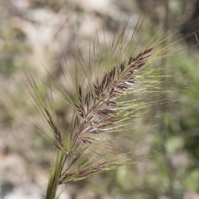 Austrostipa densiflora (Foxtail Speargrass) at Michelago, NSW - 10 Nov 2020 by Illilanga