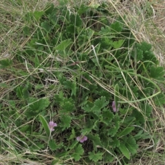 Geranium antrorsum (Rosetted Cranesbill) at Top Hut TSR - 17 Nov 2018 by AndyRoo