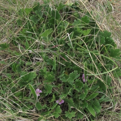 Geranium antrorsum (Rosetted Cranesbill) at Dry Plain, NSW - 17 Nov 2018 by AndyRoo