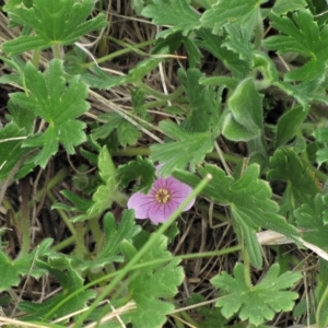 Geranium antrorsum at Dry Plain, NSW - 17 Nov 2018