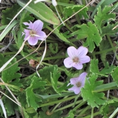 Geranium antrorsum at Dry Plain, NSW - 17 Nov 2018