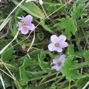 Geranium antrorsum at Dry Plain, NSW - 17 Nov 2018 11:18 AM