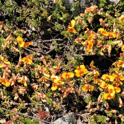 Dillwynia prostrata (Matted Parrot-pea) at Top Hut TSR - 17 Nov 2018 by AndyRoo