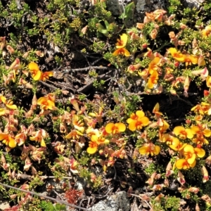 Dillwynia prostrata at Dry Plain, NSW - 17 Nov 2018