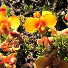 Dillwynia prostrata at Dry Plain, NSW - 17 Nov 2018