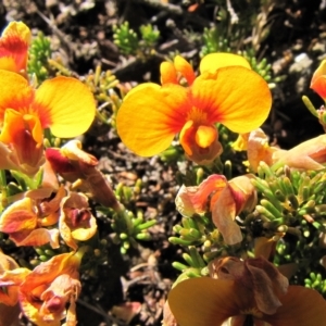 Dillwynia prostrata at Dry Plain, NSW - 17 Nov 2018