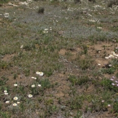 Leucochrysum albicans subsp. tricolor at Dry Plain, NSW - 17 Nov 2018