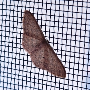 Scopula optivata at Hawker, ACT - 1 May 2023 04:07 PM