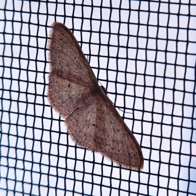 Scopula optivata (Varied Wave) at Hawker, ACT - 1 May 2023 by sangio7