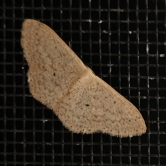 Scopula optivata at Hawker, ACT - 1 May 2023 04:07 PM