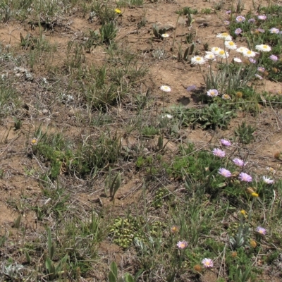 Calotis glandulosa (Mauve Burr-daisy) at Top Hut TSR - 17 Nov 2018 by AndyRoo