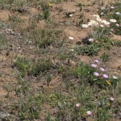 Calotis glandulosa (Mauve Burr-daisy) at Dry Plain, NSW - 17 Nov 2018 by AndyRoo