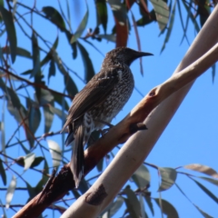 Anthochaera chrysoptera (Little Wattlebird) at Ku-Ring-Gai Chase, NSW - 27 Apr 2023 by MatthewFrawley