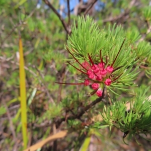 Darwinia fascicularis at Ku-Ring-Gai Chase, NSW - 27 Apr 2023