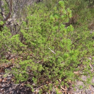 Darwinia fascicularis at Ku-Ring-Gai Chase, NSW - 27 Apr 2023