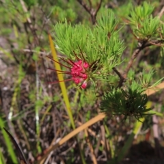 Darwinia fascicularis at Ku-Ring-Gai Chase, NSW - 27 Apr 2023