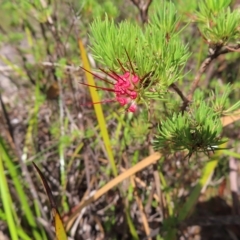 Darwinia fascicularis at Ku-Ring-Gai Chase, NSW - 27 Apr 2023