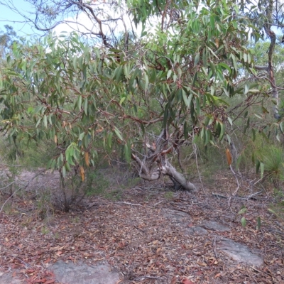 Eucalyptus punctata (Grey Gum) at Ku-Ring-Gai Chase, NSW - 27 Apr 2023 by MatthewFrawley