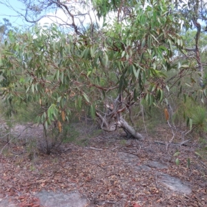 Eucalyptus punctata at Ku-Ring-Gai Chase, NSW - 27 Apr 2023