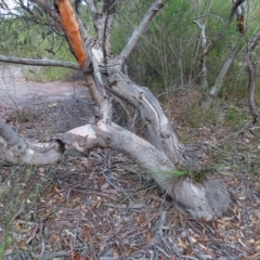 Eucalyptus punctata at Ku-Ring-Gai Chase, NSW - 27 Apr 2023