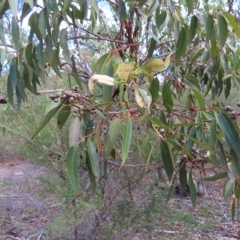 Eucalyptus punctata at Ku-Ring-Gai Chase, NSW - 27 Apr 2023