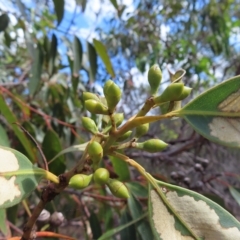 Eucalyptus punctata at Ku-Ring-Gai Chase, NSW - 27 Apr 2023