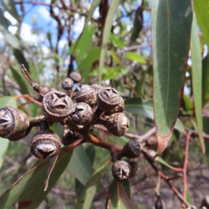 Eucalyptus punctata at Ku-Ring-Gai Chase, NSW - 27 Apr 2023