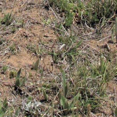 Plantago varia (Native Plaintain) at Dry Plain, NSW - 17 Nov 2018 by AndyRoo