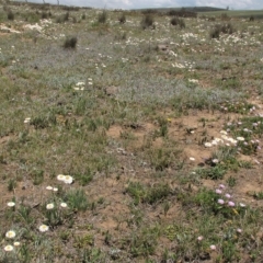 Plantago varia at Dry Plain, NSW - 17 Nov 2018