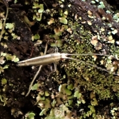 Acrocercops laciniella (Blackbutt Leafminer) at Aranda, ACT - 2 May 2023 by CathB