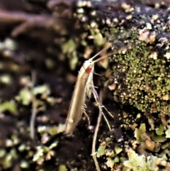 Acrocercops laciniella at Aranda, ACT - 2 May 2023