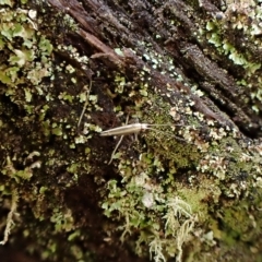 Acrocercops laciniella at Aranda, ACT - 2 May 2023